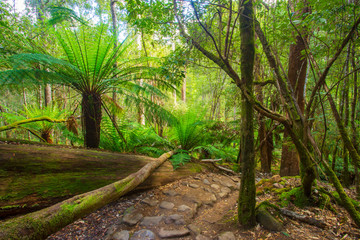 Lush rainforest in Mount Field National Park in Tasmania, Australia