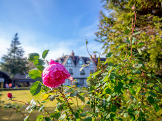 【静岡県伊豆市】公園に咲くピンクのバラ【修善寺虹の郷】