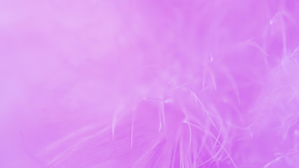 Blur Bird chickens feather texture for background, Fantasy, Abstract, soft color of art design.