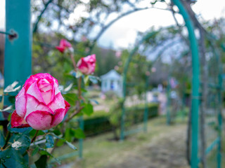 【静岡県伊豆市】庭に咲くピンクのバラ【修善寺虹の郷】