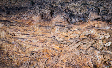 Bark Natural wood texture abstract pattern.