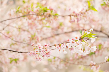 Obraz premium Pink cherry blossoms are blooming.