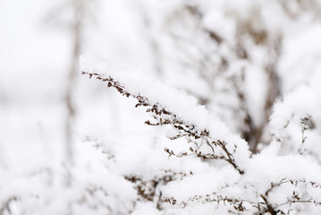 Obraz premium Fluffy snow on dry grass in the winter forest close up