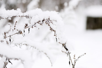 Fluffy snow on dry grass in the winter forest close up