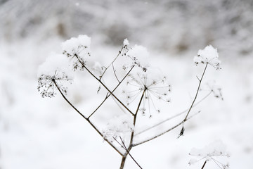 Fluffy snow on dry grass in the winter forest close up