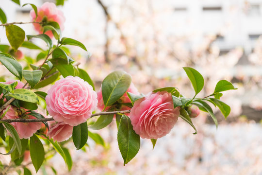 Camellia Pink Flowers In The Garden