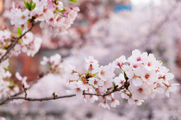 Pink cherry blossoms are blooming.