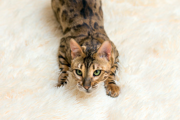 portrait of a cute bengal cat at home