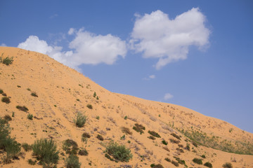 Fototapeta na wymiar Grass on sand dunes in the desert and sky