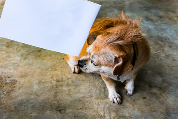 A scared dog with white paper sign.