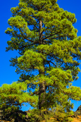Canary pines in Teide National Park. Tenerife. Canary Islands..Spain
