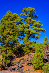 Fototapeta na wymiar Canary pines in Teide National Park. Tenerife. Canary Islands..Spain