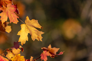 Close up of fall leaves with copy space