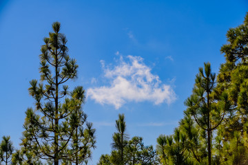 Canary pines in Teide National Park. Tenerife. Canary Islands..Spain
