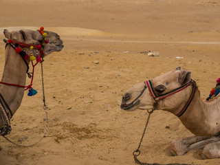 two camels in the Saharan desert