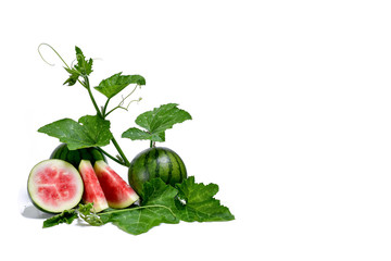  Fresh watermelon and leaves