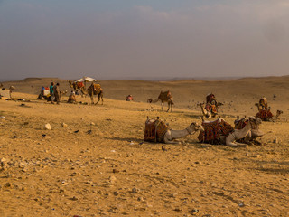 Fototapeta na wymiar Group of camels with some Egyptians in the Sahara desert outside Cairo