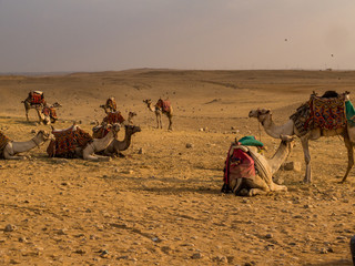 Group of camels in the Sahara desert at sunset