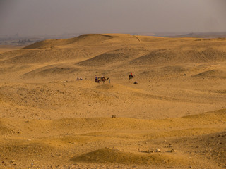 Fototapeta na wymiar Group of camels in the sand dunes of the Sahara desert