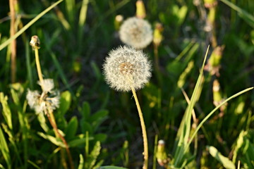 Dandelions.