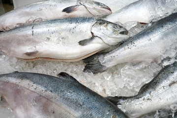 close up on frozen salmon in ice for sale