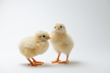 little chicks in front of bright background