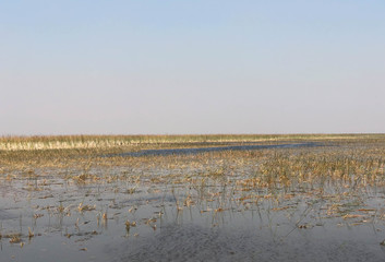 everglades water and grass