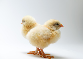 little chicks in front of bright background
