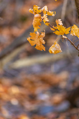 Group of fall leaves with copy space below