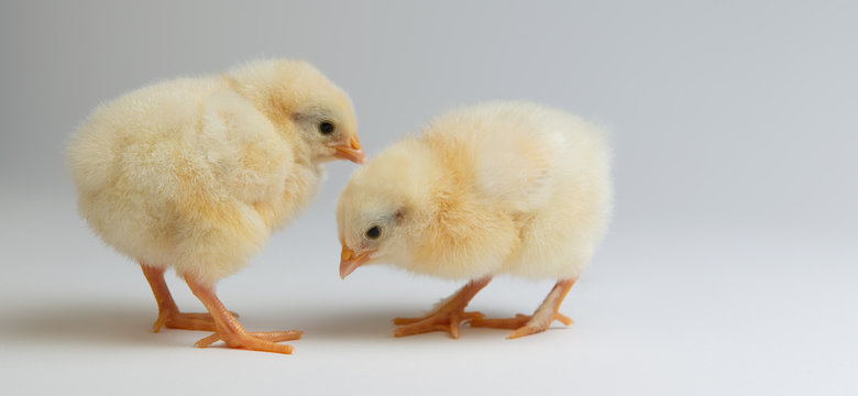 little chicks in front of bright background