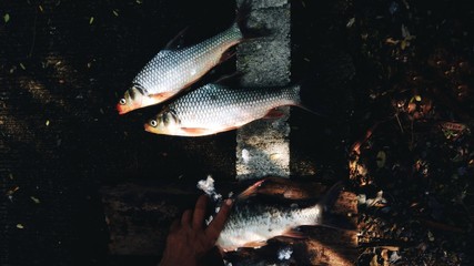 Fresh fish will be disassembled