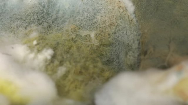 Mold on the food macro