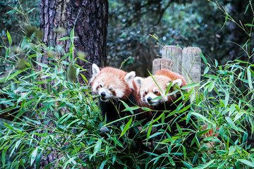 Les pandas roux