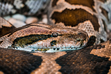 Zoo de Palmyre
