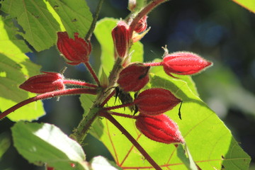 Cacahuillo (wercklea ferox), Jard&iacute;n Bot&aacute;nico Los Balsos. Jeric&oacute;, Antioquia, Colombia