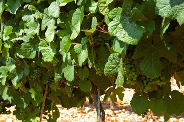Israel, Judea Hills, gewurtzstraminer vines Tzora winery