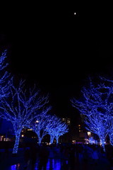 半月の夜の青く輝く並木道