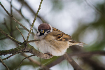 Sparrow in the winter park. Close up portrait sparrow. Cute sparrow sitting on the branch.