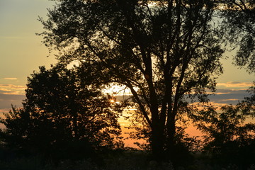 Fototapeta na wymiar Sunset behind the trees.