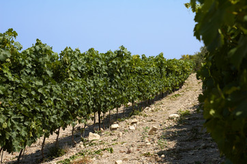 Fototapeta na wymiar Israel, Judea Hills, Tzora winery and vineyards