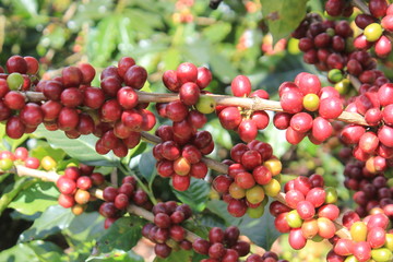 Frutos de café. Concordia, Antioquia, Colombia