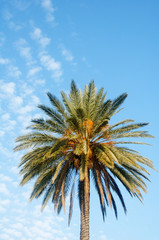 Large palm tree with dates on a blue sky background