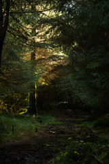 Path through the forest with hard shadows / Sunlight through the forest  