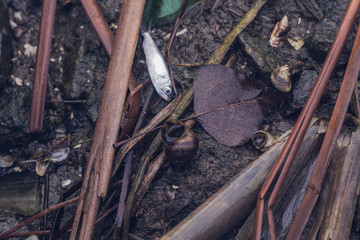 Dead fish on the river bank. Ecological problem. Dead nature.