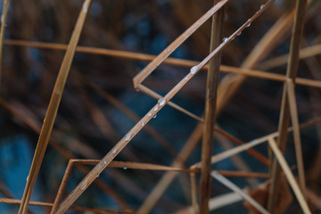 Close up reed with dew on the river bank. Reed on the riverside.