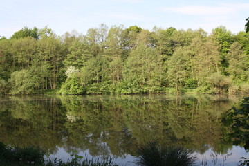 Fototapeta na wymiar Wald am See in unberührter Natur