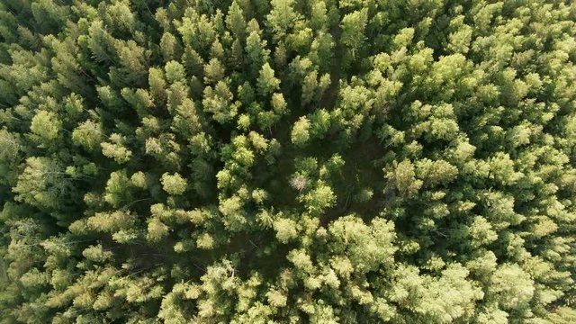 Aerial vertical shot above treetops. Drone rise up and rotates over forest