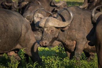 Obraz premium Group of Cape buffalo grazing and wallowing in big waterhole.