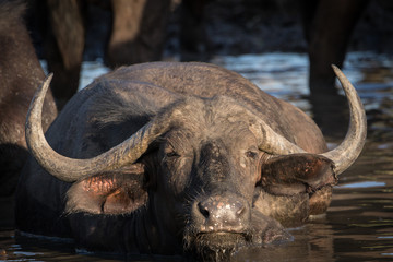 Close up portrait of big angry looking African Cape buffalo cow cooling off in the waterhole.