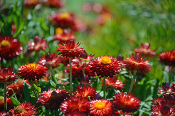 Australian native red everlasting daisy flowers, Xerochrysum bracteatum. Also known as the paper daisies and strawflowers. Endemic to Western Australia.
